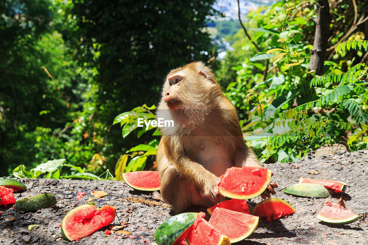 PORTRAIT OF MONKEY EATING FRUIT