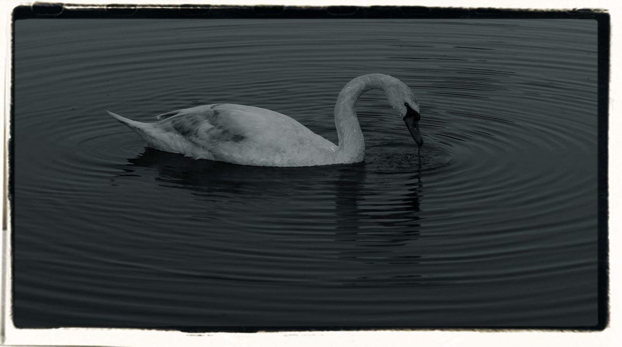 SWANS SWIMMING IN LAKE