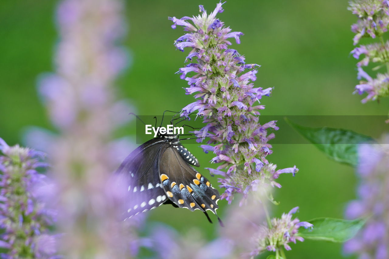 CLOSE-UP OF BUTTERFLY POLLINATING ON PURPLE FLOWER
