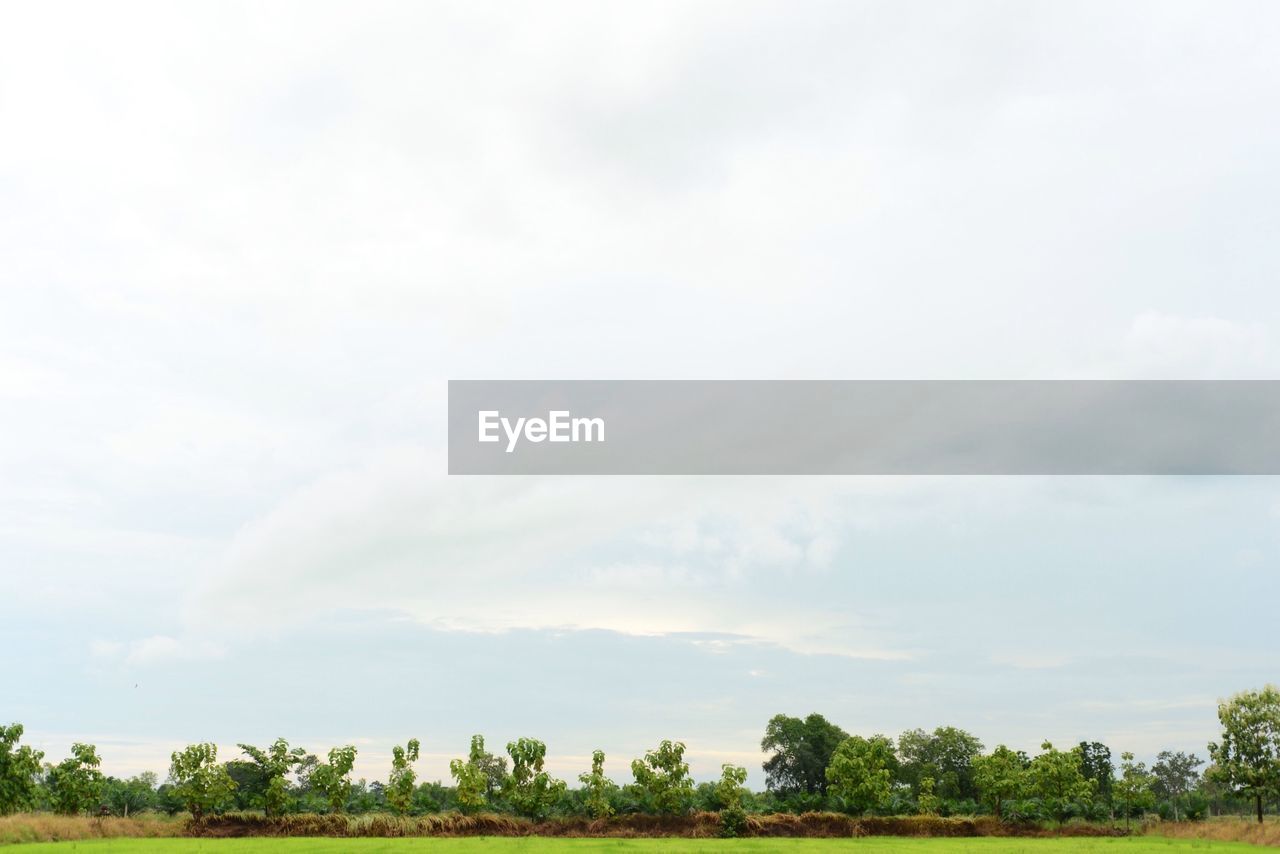 Trees on field against sky