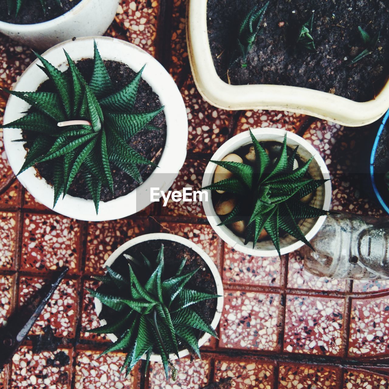 HIGH ANGLE VIEW OF POTTED PLANTS ON FLOOR