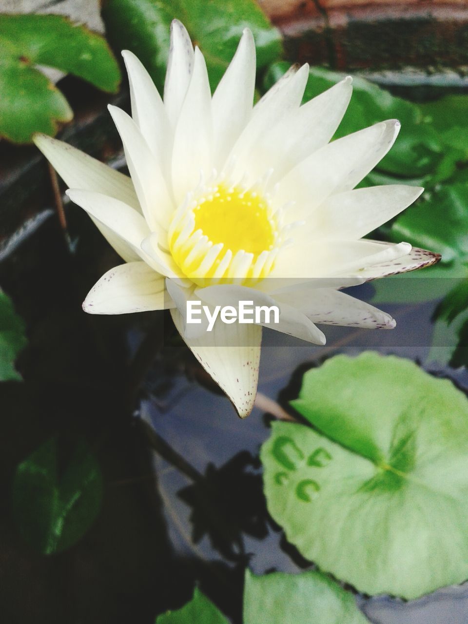 CLOSE-UP OF WHITE FLOWERS BLOOMING