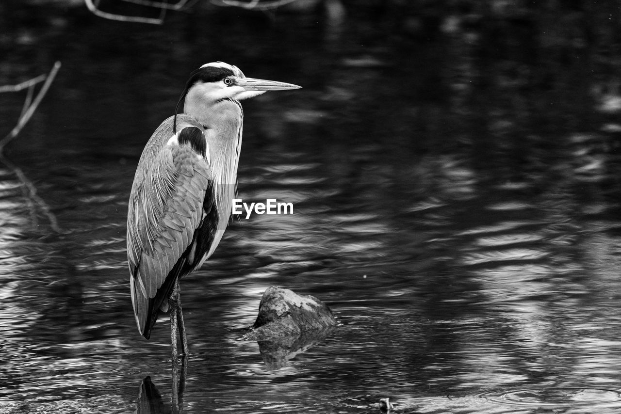 animal themes, animal, bird, animal wildlife, wildlife, water, one animal, black and white, heron, lake, monochrome, water bird, beak, monochrome photography, nature, no people, day, focus on foreground, reflection, gray heron, beauty in nature, outdoors, waterfront, great blue heron