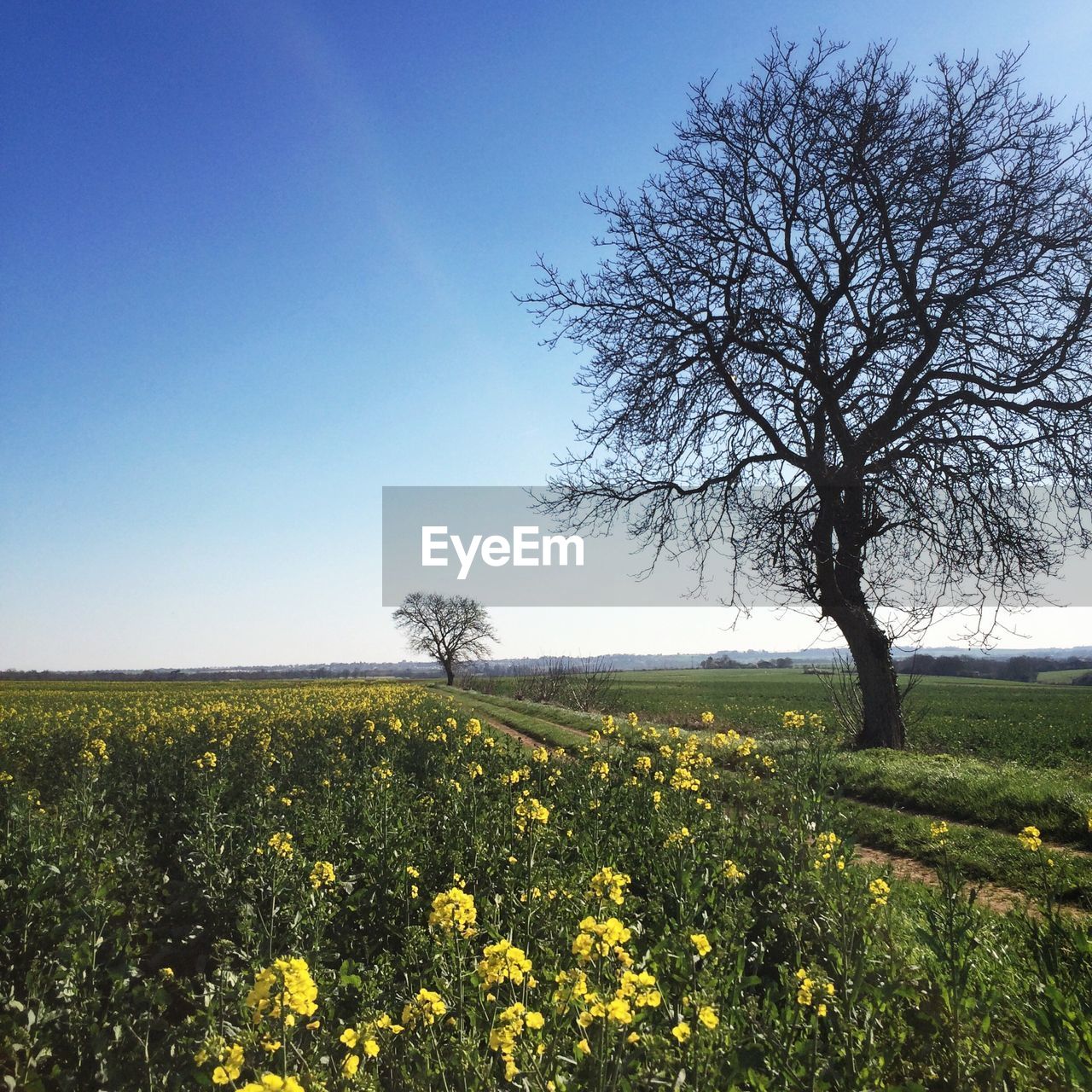 YELLOW FLOWERS GROWING IN FIELD