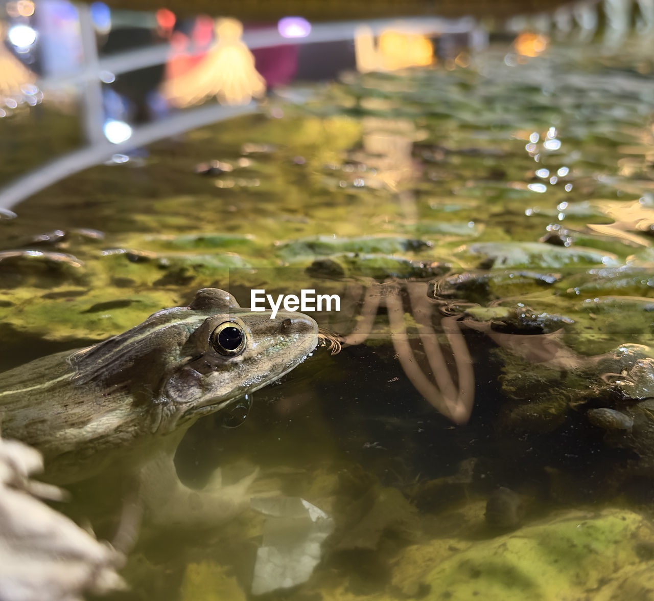 water, animal, animal themes, animal wildlife, wildlife, reptile, one animal, nature, swimming, pond, no people, green, underwater, amphibian, outdoors, sea, animal body part, reflection, crocodile, true frog, alligator