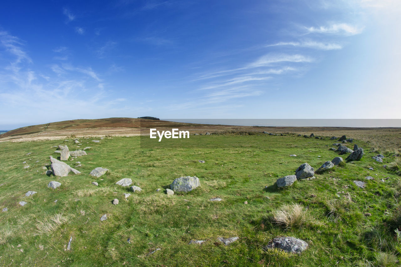 VIEW OF SHEEP ON LANDSCAPE