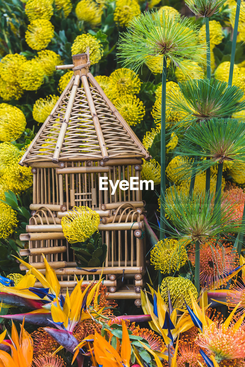 CLOSE-UP OF YELLOW FLOWERING PLANTS AGAINST TREES