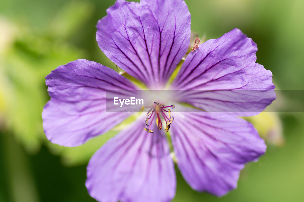 Close-up of purple flowering plant