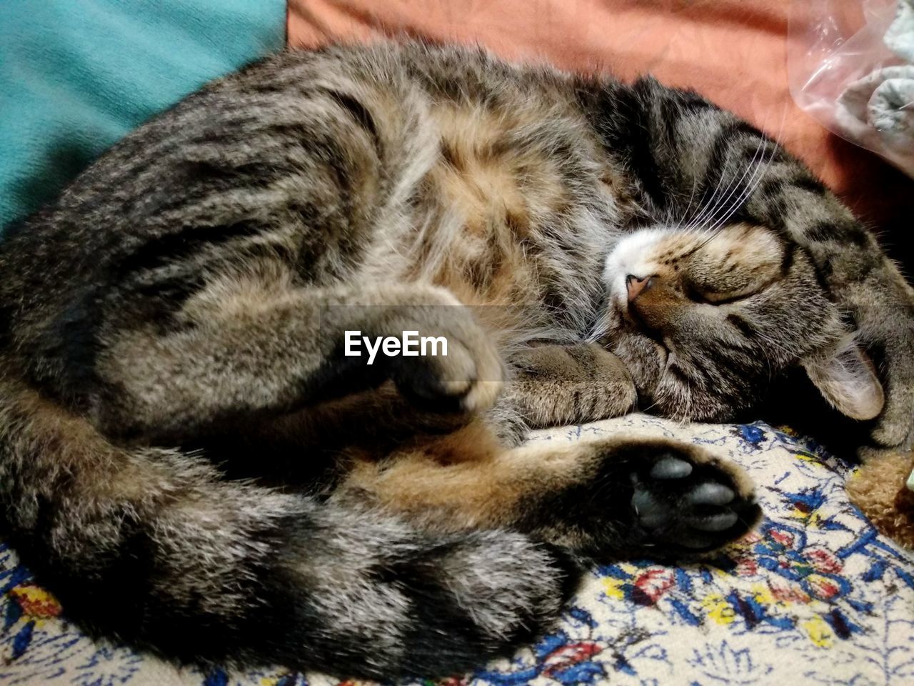 CLOSE-UP OF SLEEPING CAT