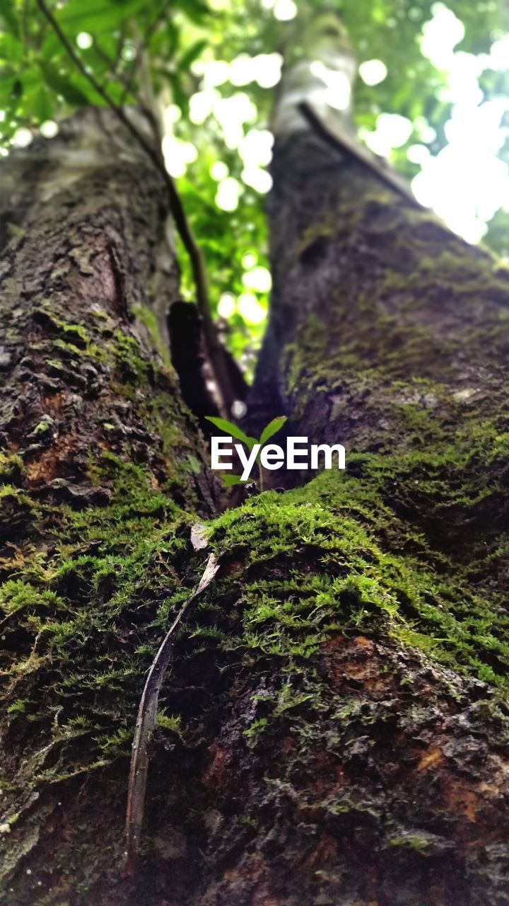 VIEW OF TREE TRUNK IN FOREST