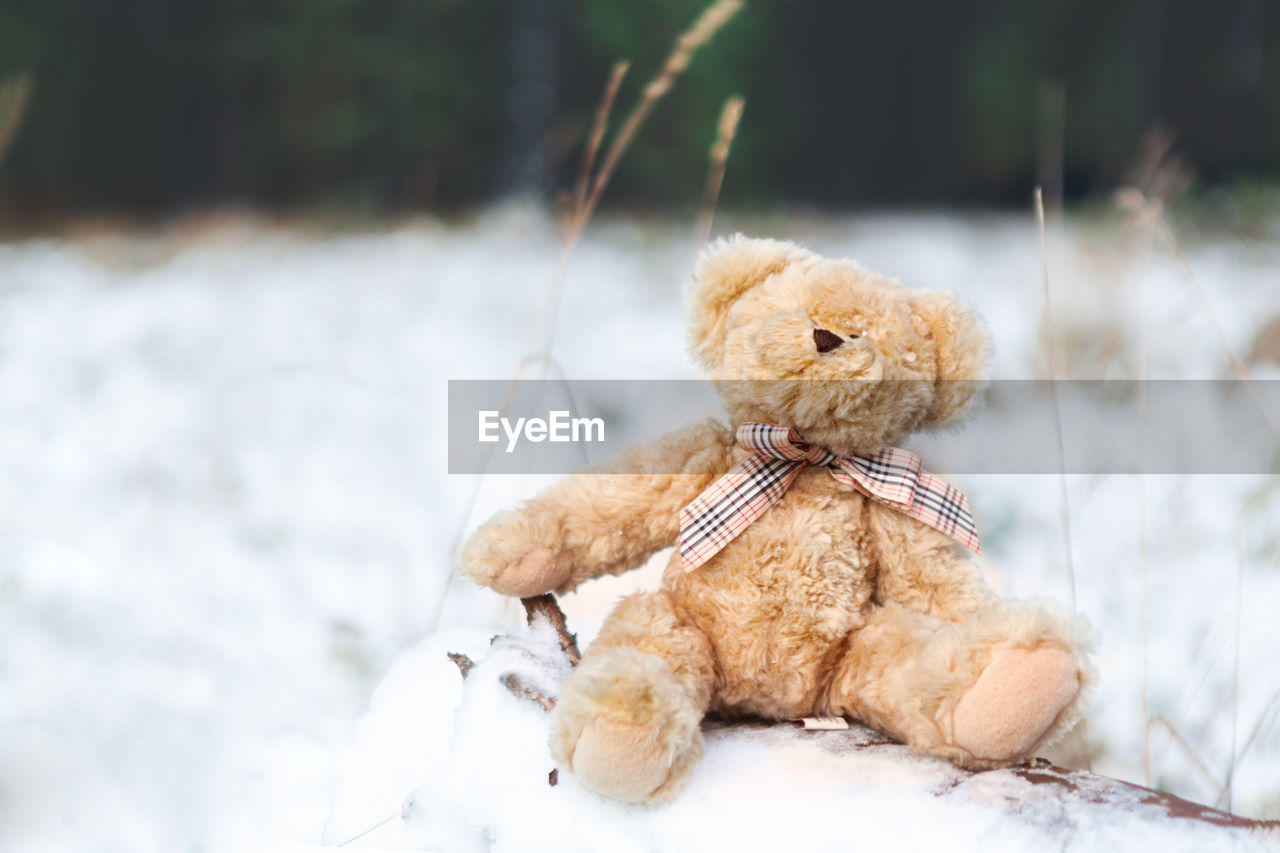 teddy bear, toy, stuffed toy, winter, childhood, snow, nature, cold temperature, day, representation, outdoors, focus on foreground, animal representation, white, brown, cute, abandoned, plant