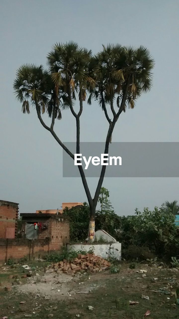 VIEW OF PALM TREES AGAINST SKY