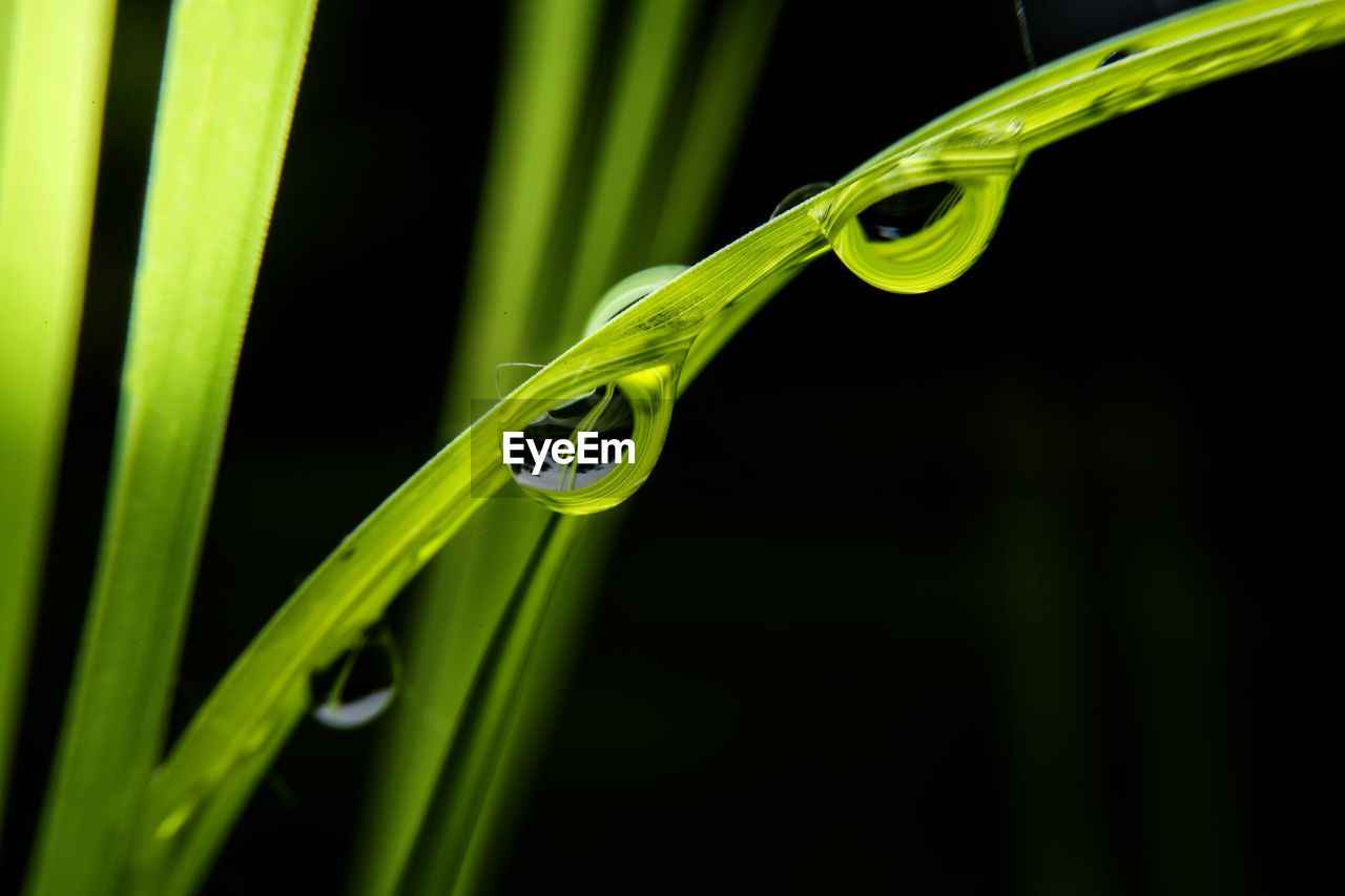 Close-up of fresh green grass