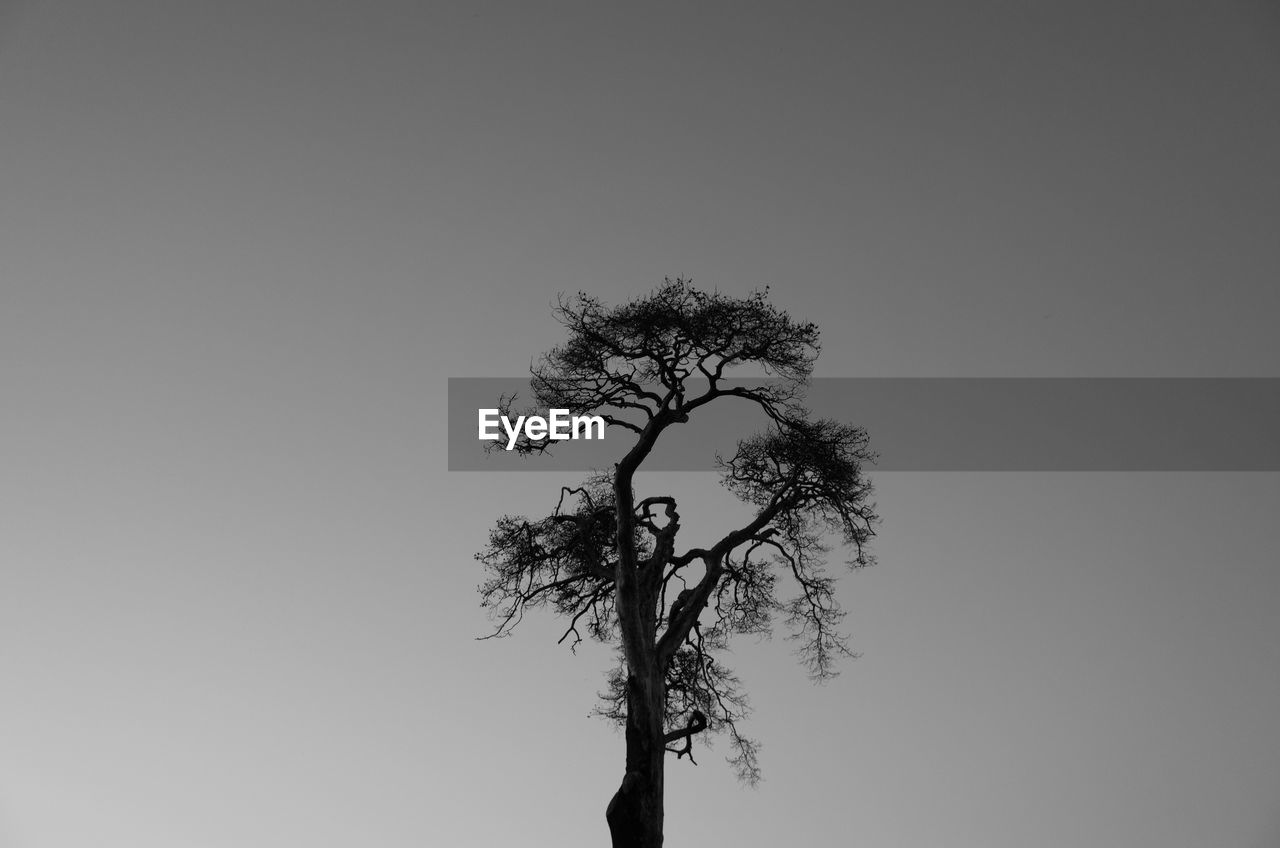 Low angle view of bare tree against clear sky