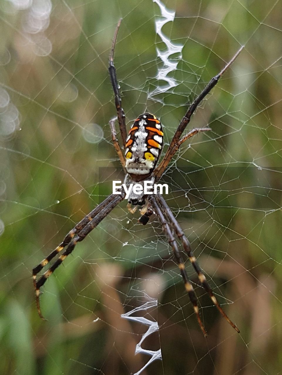 CLOSE-UP OF SPIDER ON WEB AGAINST BLURRED BACKGROUND