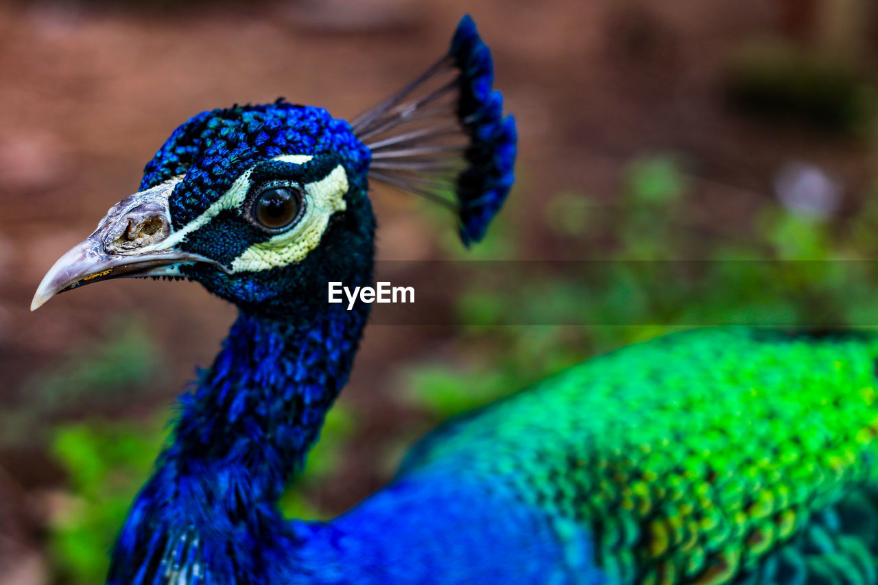 CLOSE-UP OF A PARROT