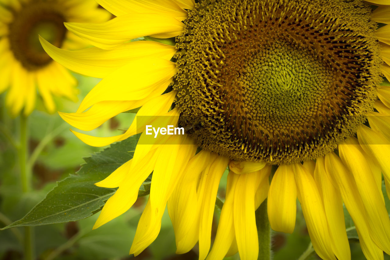 CLOSE-UP OF SUNFLOWER ON YELLOW FLOWER