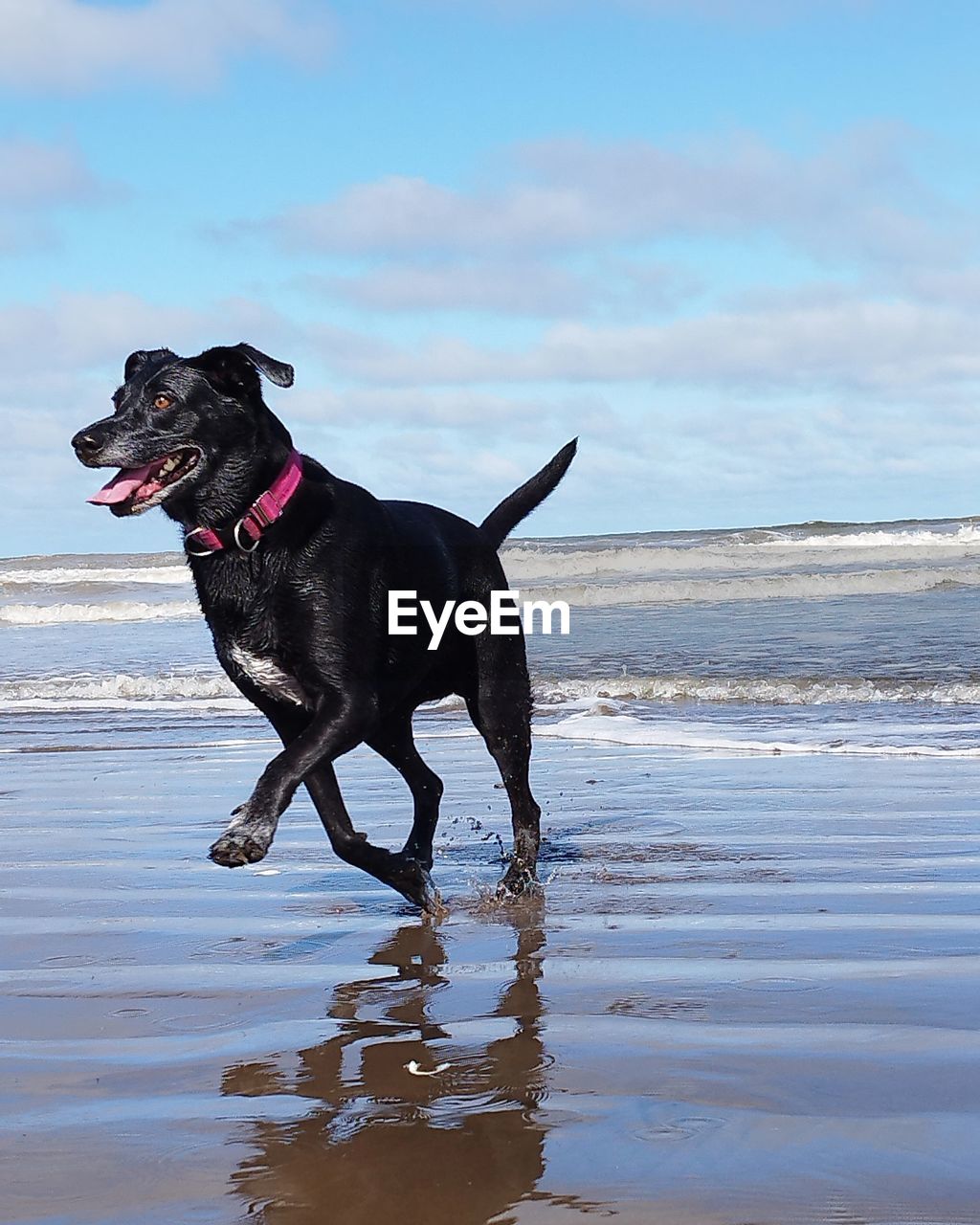 dog, canine, one animal, animal themes, animal, pet, domestic animals, mammal, water, beach, sea, nature, labrador retriever, sky, land, no people, day, motion, black, blue, collar, wet, black labrador, outdoors, facial expression, cloud, pet collar, sticking out tongue, running, looking away, looking, sand