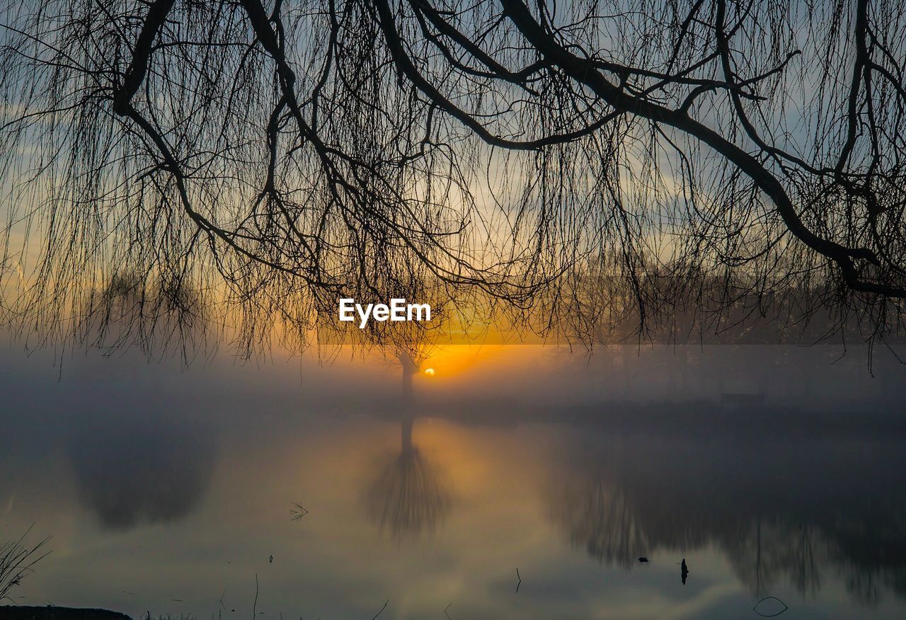 REFLECTION OF TREE IN LAKE DURING SUNSET