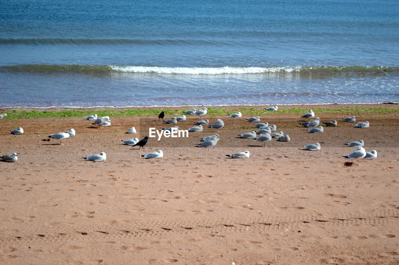 BIRDS ON BEACH