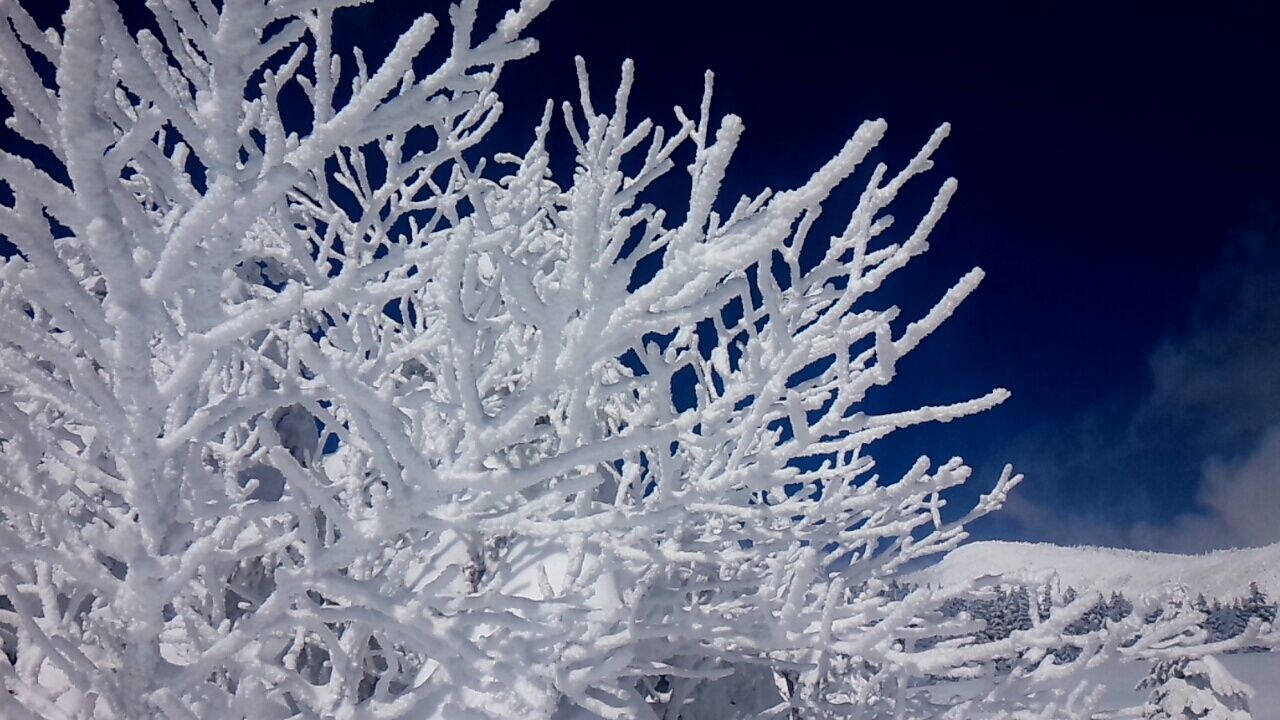 Low angle view of snow covered branches