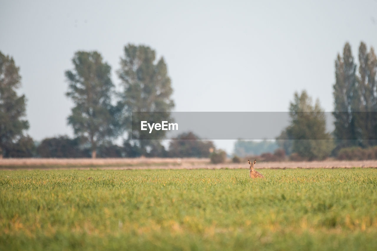 plant, field, landscape, tree, land, grass, rural area, prairie, plain, agriculture, nature, sky, morning, rural scene, environment, meadow, grassland, day, pasture, natural environment, no people, crop, farm, outdoors, growth, tranquility, paddy field, selective focus, beauty in nature, tranquil scene, scenics - nature, horizon