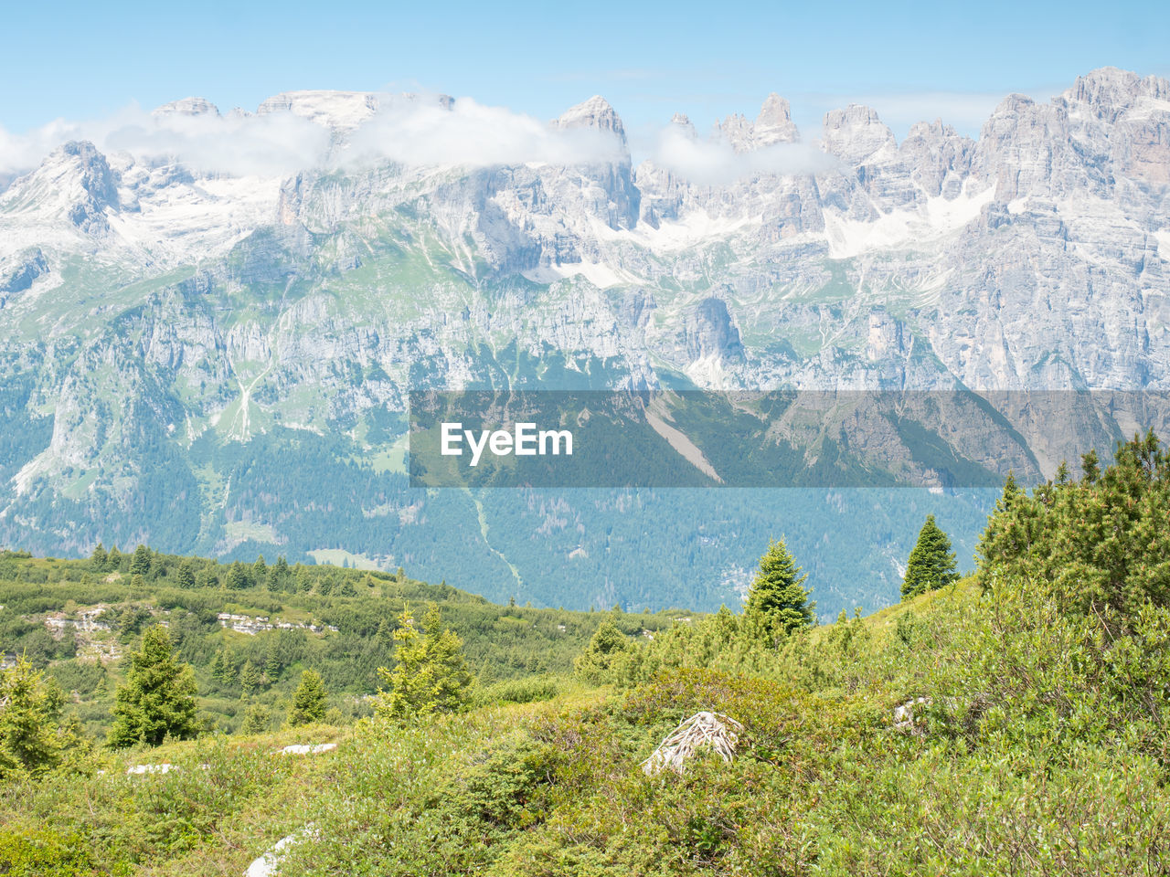 Summer meadow at peak of gazza mountain above andalo town. summer dolomite alps. trentino, italy