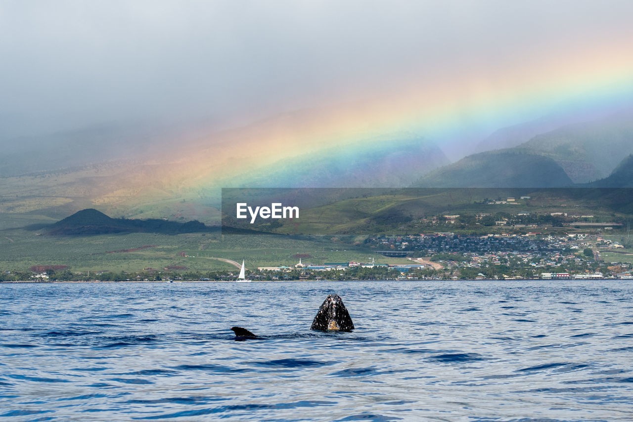 Whales and rainbows