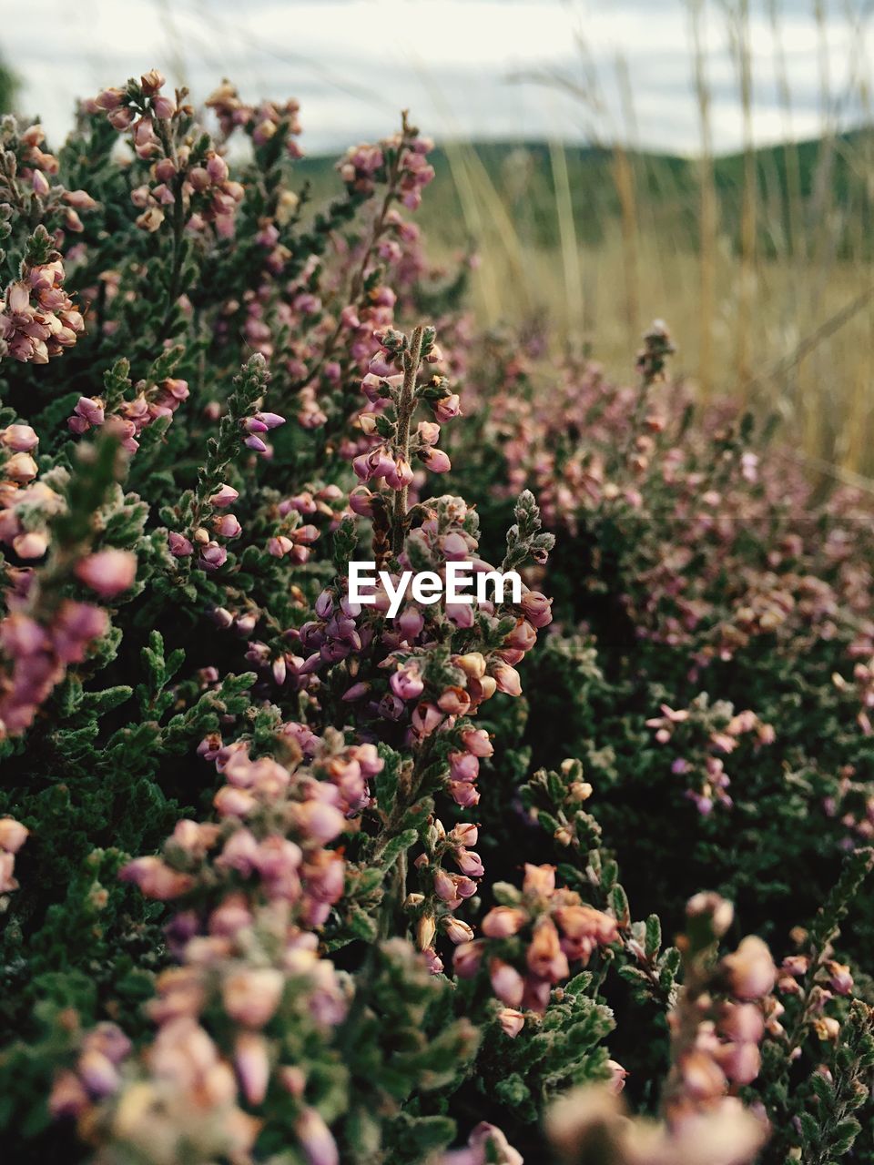 Flowers growing on plant at field