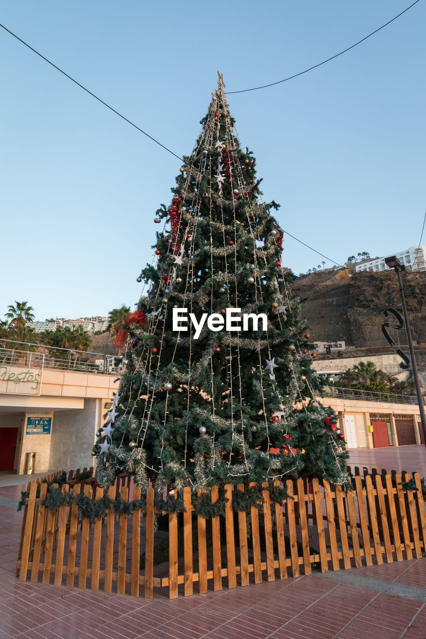 LOW ANGLE VIEW OF CHRISTMAS TREES AGAINST CLEAR SKY