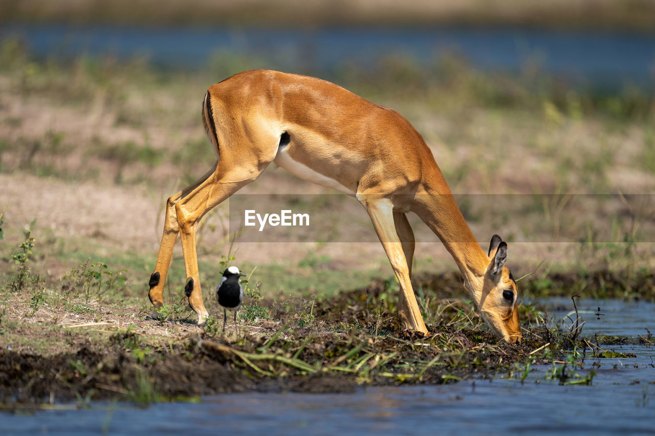 Female common impala drinks by blacksmith lapwing