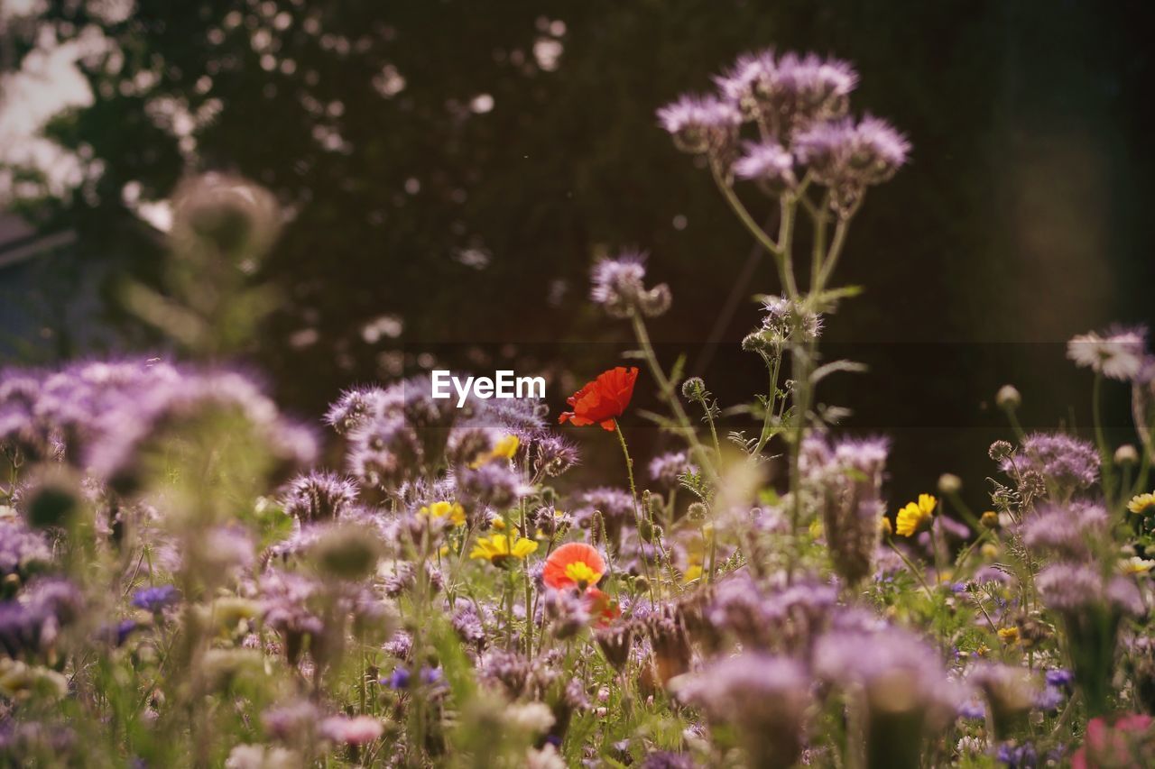 CLOSE-UP OF BUTTERFLY POLLINATING ON PURPLE FLOWER