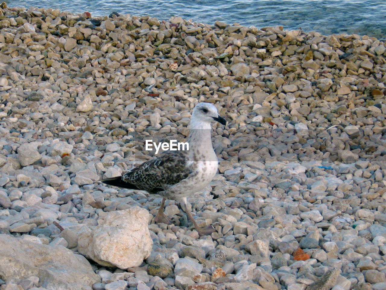 Seagull on beach