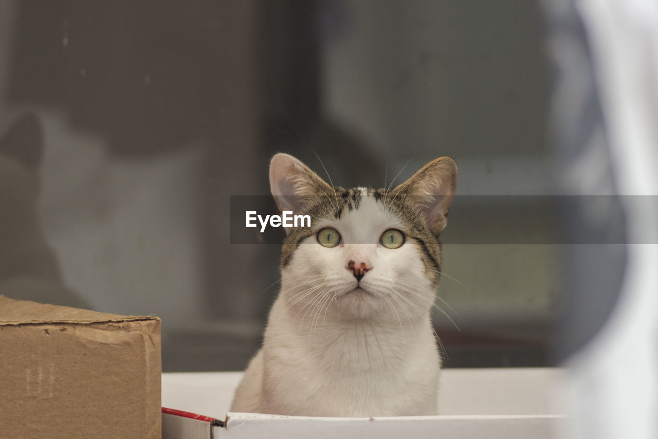 Close-up portrait of cat in box