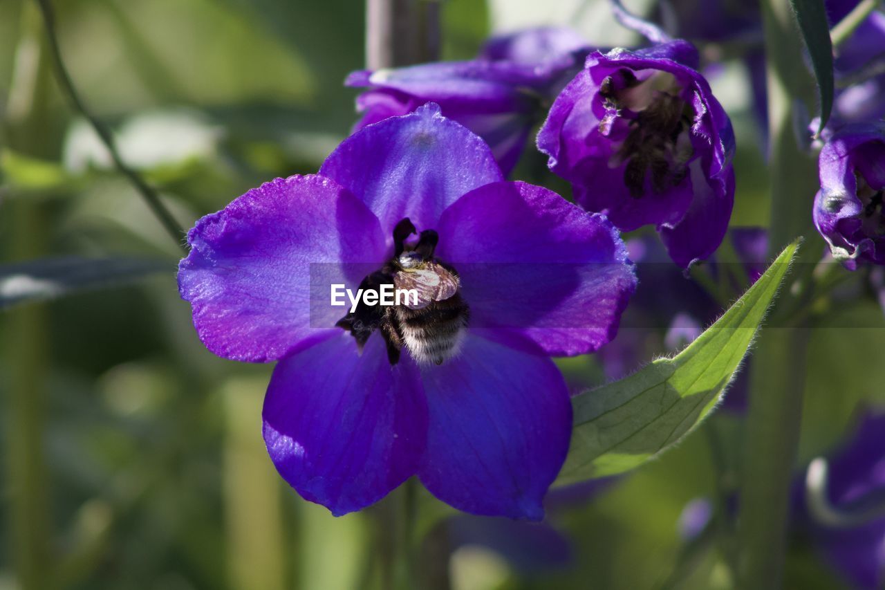 CLOSE-UP OF BUMBLEBEE ON PURPLE FLOWER