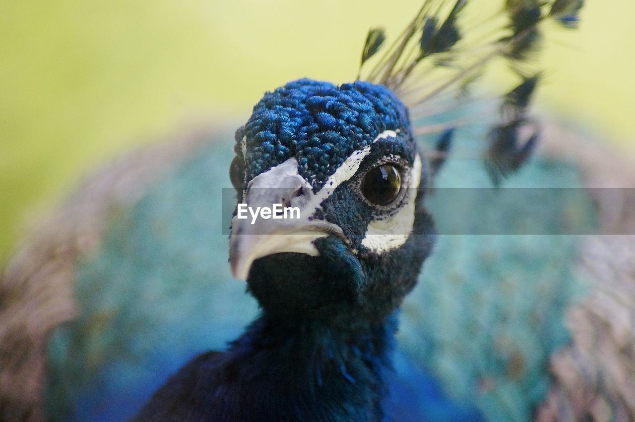 Close-up of peacock