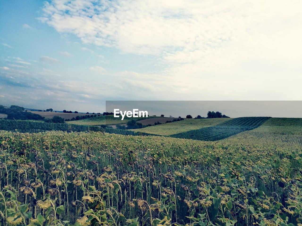 Scenic view of agricultural field against sky