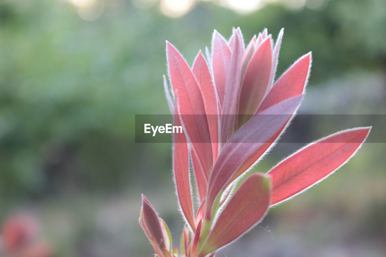 Close-up of red flowering plant