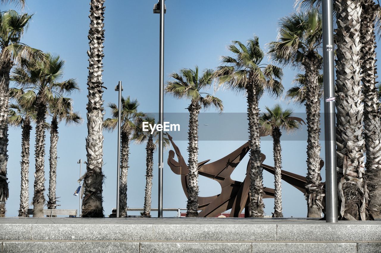 Palm trees against clear sky