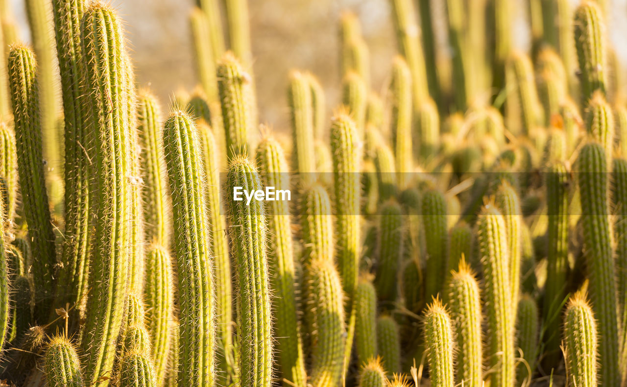 Cactus field with tall green cacti with large spikes with sunset light