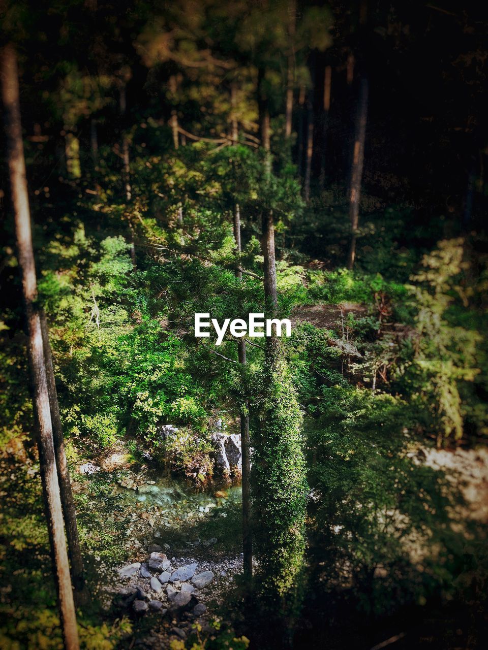 VIEW OF TREES IN FOREST