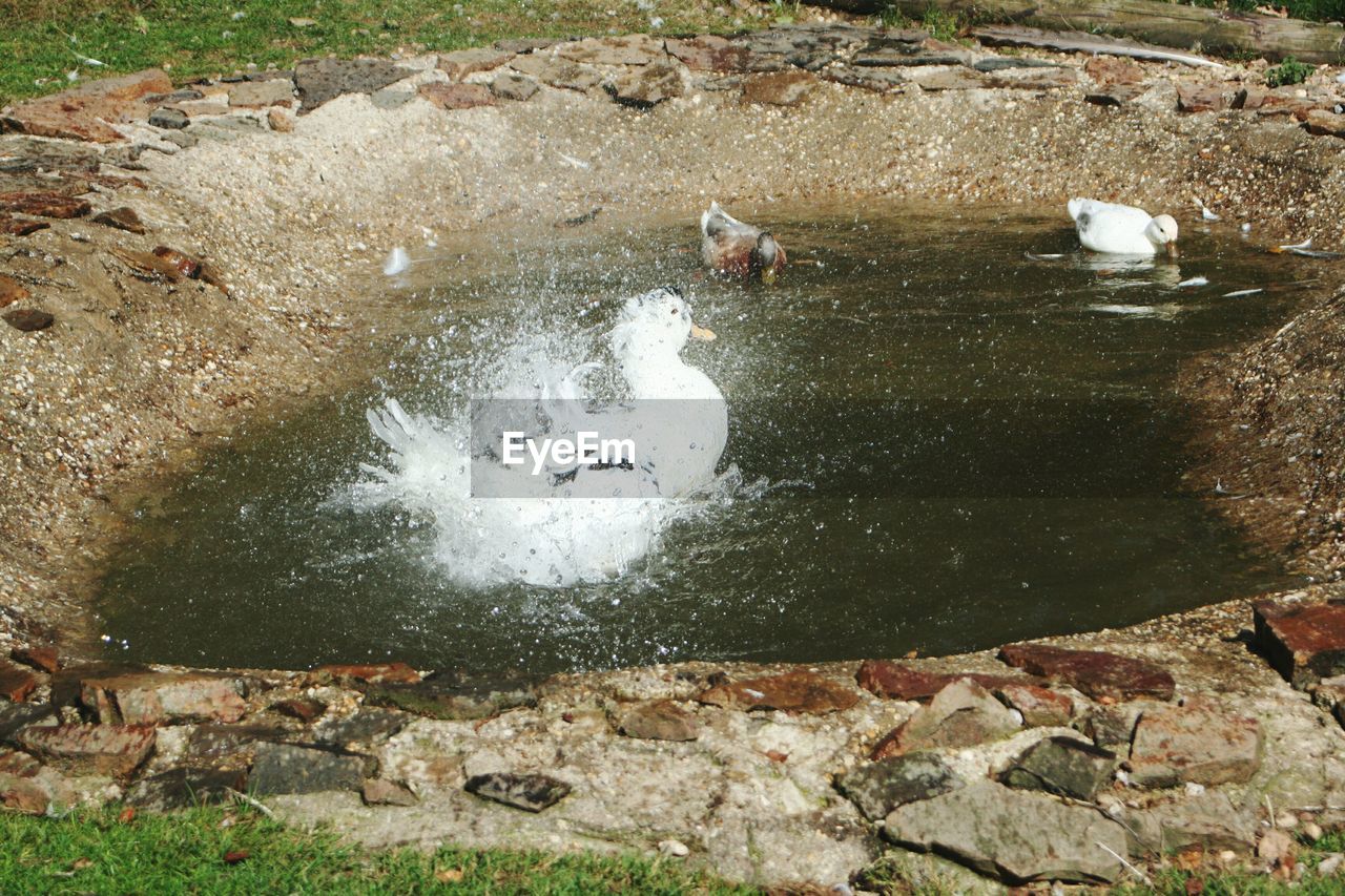 HIGH ANGLE VIEW OF BIRD ON WATER