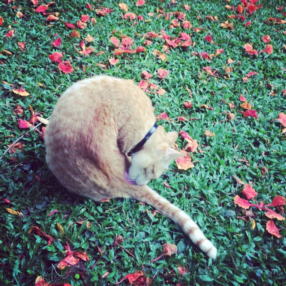 DOG RELAXING ON GRASSY FIELD