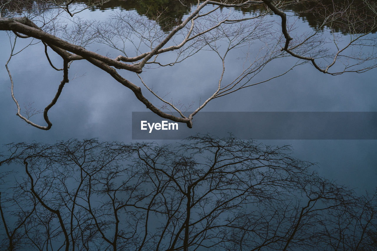 bare tree against sky