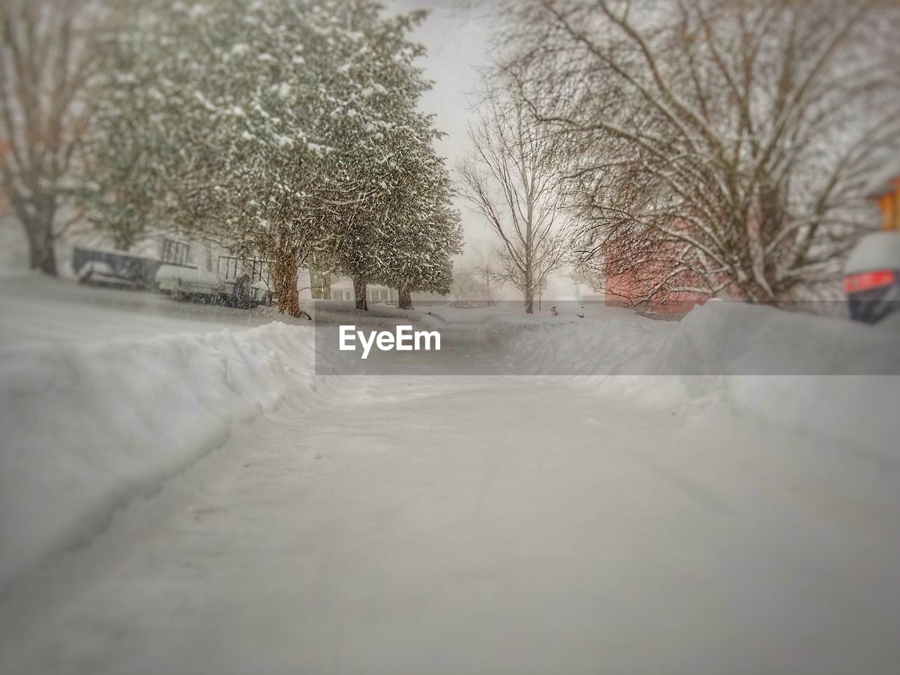 CLOSE-UP OF SNOW ON TREES