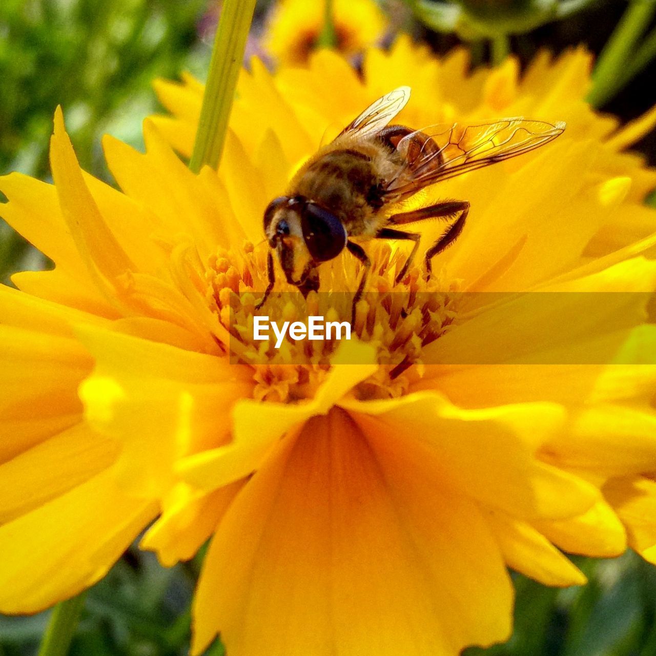 HONEY BEE ON YELLOW FLOWER