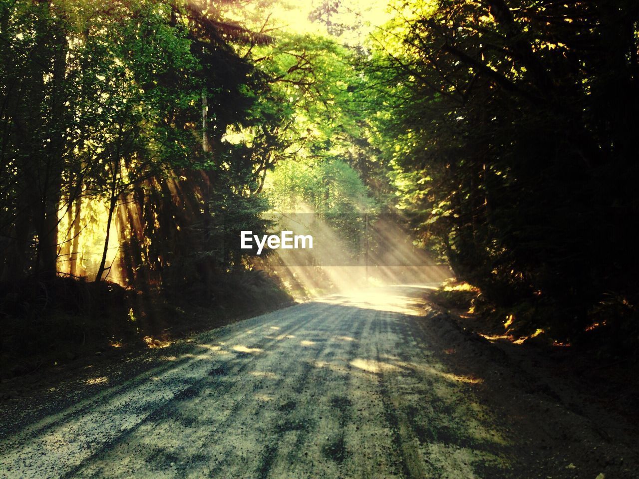 Dirt road amidst trees in forest