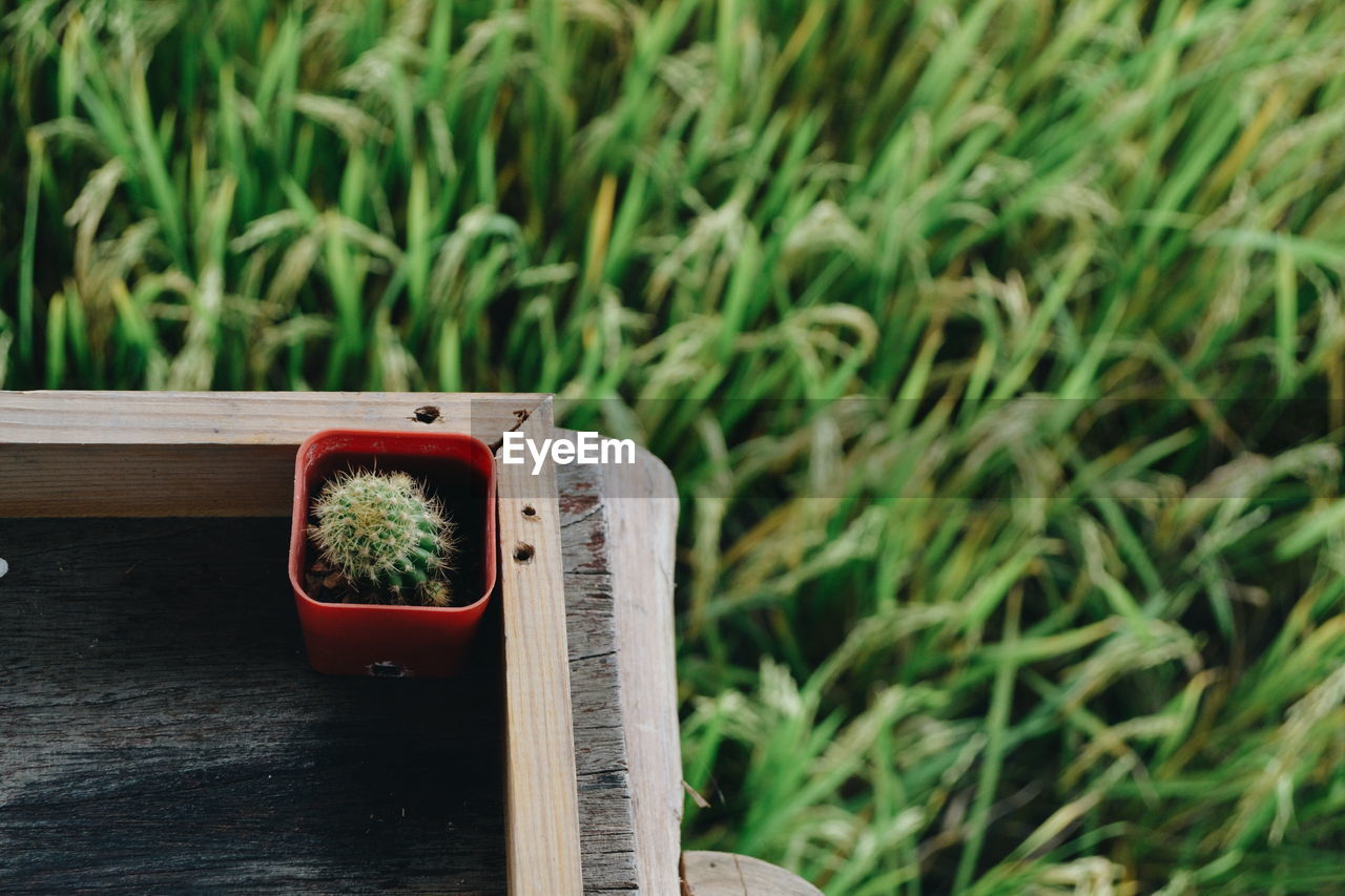 High angle view of small potted plant on table