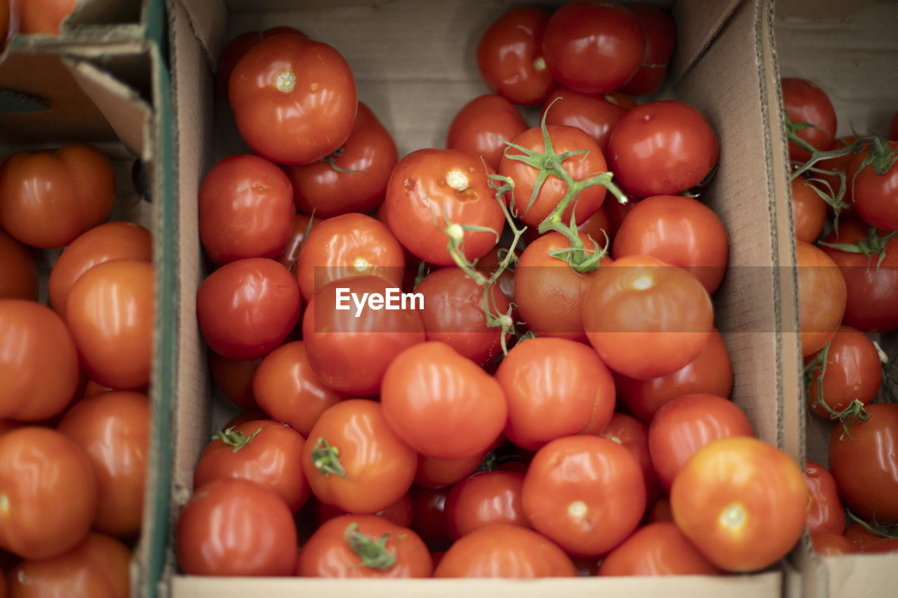 high angle view of tomatoes