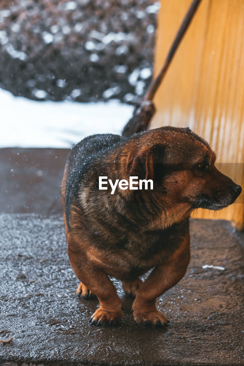 Cute dog looking serios with blurry background snow